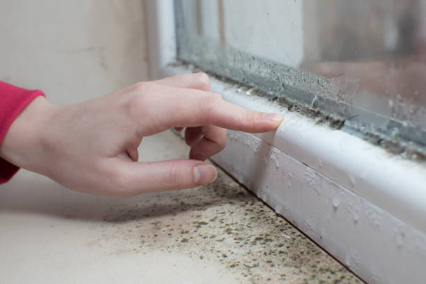 Trusted Conning Towers Nautilus Park, CT Mold Removal Experts